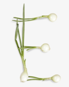 Green Onions Font Letter E - Letter E That Looks Like A Vegetable, HD Png Download, Free Download