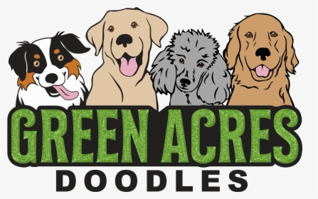 Labradoodle, HD Png Download, Free Download