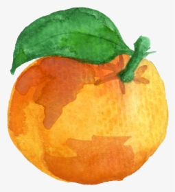 Watercolor-orange - Oranges Watercolor Clipart, HD Png Download, Free Download