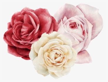 #flores #rosas - Garden Roses, HD Png Download, Free Download
