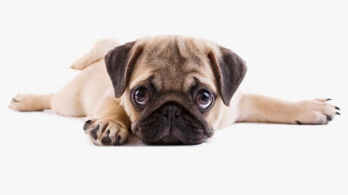 Transparent Pug Png - Puppy Pugs, Png Download, Free Download