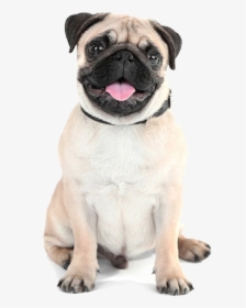 Transparent Background Pug Png, Png Download, Free Download