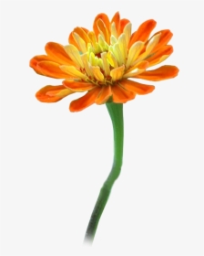 Clipart Png For Photoshop - Flowers 600 * 900, Transparent Png, Free Download