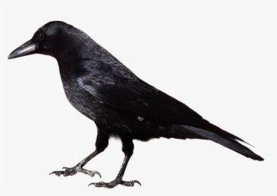 Black Crow Standing Png Image - Crow Clipart Black And White, Transparent Png, Free Download