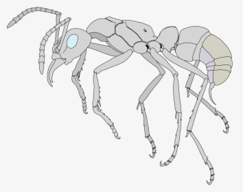 Anatomy Of An Ant, HD Png Download, Free Download