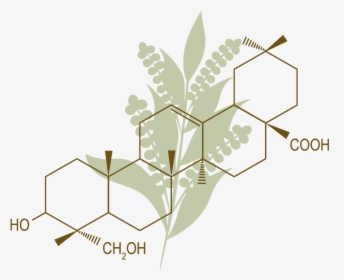 Technologyicons Quinoa - Composition - Herbaceous Plant, HD Png Download, Free Download
