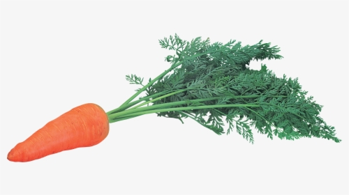 Download And Use Carrot Png Picture - Png Carrots, Transparent Png, Free Download
