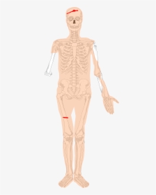 Human Skeleton, HD Png Download, Free Download