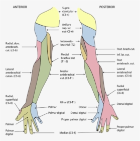 Cutaneous Innervation Of Upper Limb, HD Png Download, Free Download