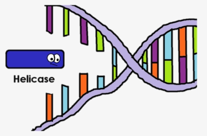 Helicase Is The Enzyme That "unzips - Helicase Clipart, HD Png Download, Free Download
