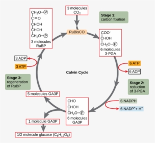 In Stage 1, The Enzyme Rubisco Incorporates Carbon - Chemical Pathway Of The Calvin Cycle, HD Png Download, Free Download