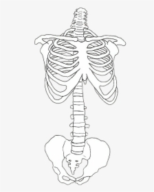 #bones #eskeleton #esqueleto #tumblr #png #lines #transparent - Skeleton Drawing Reference, Png Download, Free Download
