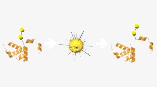 Enzymes For O-glycans - Circle, HD Png Download, Free Download