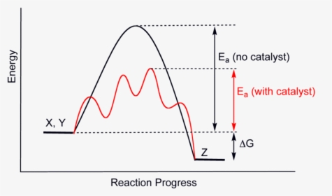 Difference Between Catalyst And Enzyme Figure - Homogenous And Heterogenous Catalyst, HD Png Download, Free Download