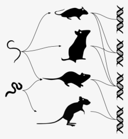 Mouse Dna Parasite Evolution - Evolution Of Parasites, HD Png Download, Free Download