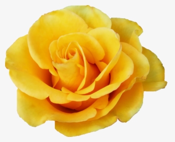 6 Yellow Rose - Yellow Flower Png Transparent, Png Download, Free Download