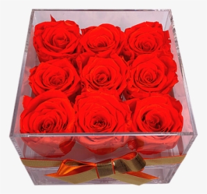 Garden Roses, HD Png Download, Free Download