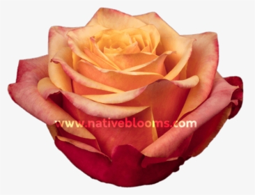 Garden Roses, HD Png Download, Free Download
