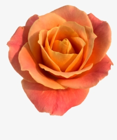 Roses In The Void By Will Gee - Garden Roses, HD Png Download, Free Download