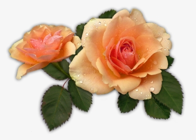 Apricot Rose Png, Transparent Png, Free Download