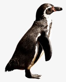 Penguin Body Parts, HD Png Download, Free Download