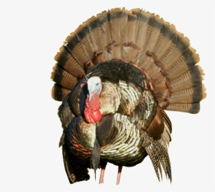 Turkey Images Hd Png, Transparent Png, Free Download