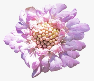 Pincushion Flower, HD Png Download, Free Download