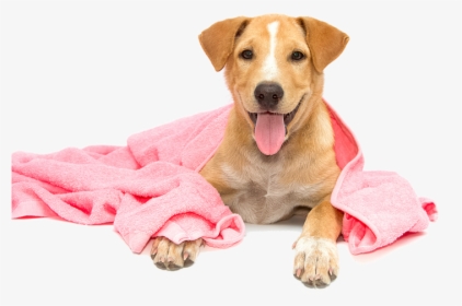 Pet Wash - Dog Bathing Png, Transparent Png, Free Download