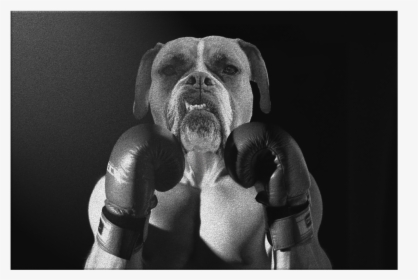 Boxer, HD Png Download, Free Download