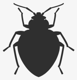 Bed Bug Vector, HD Png Download, Free Download