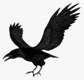 Transparent Flying Crows Png - Crow Clipart, Png Download, Free Download
