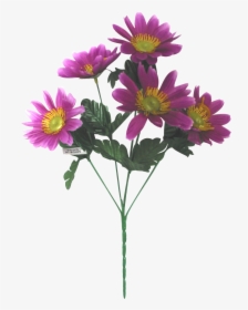 African Daisy, HD Png Download, Free Download