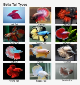 Combtail Betta Fish, HD Png Download, Free Download