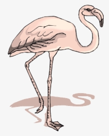 5300 Sketsa Gambar Burung Flamingo Gratis Terbaru