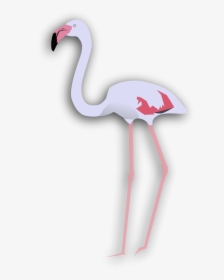 Greater Flamingo, HD Png Download, Free Download