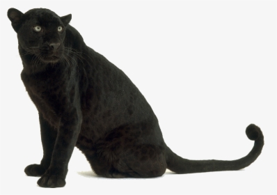 Black Leopard Png - Black Panther Animal Transparent Background, Png Download, Free Download