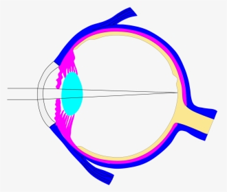 Transparent Rays Vector Png - Diameter Of Crystalline Lens In Eyeball, Png Download, Free Download