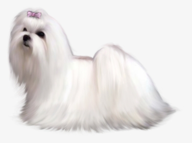 Fluffy Dog Clipart Banner Black And White Download - Maltese Dog, HD Png Download, Free Download