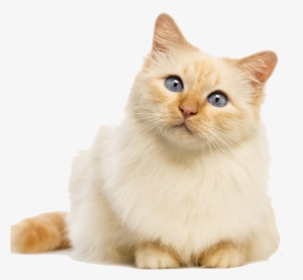 Fluffy Cat Transparent Background , Png Download - Transparent Background Cat Transparent, Png Download, Free Download