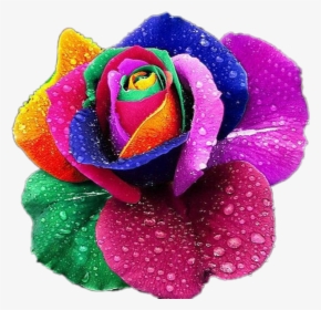 Rainbow Roses, HD Png Download, Free Download