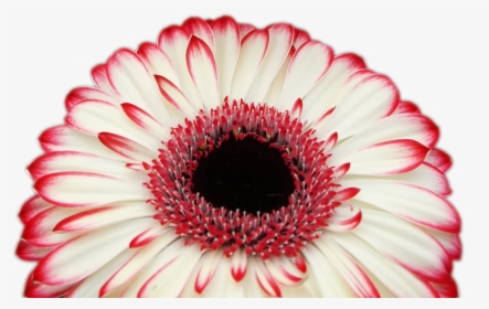 Pretty Flowers Png, Transparent Png, Free Download