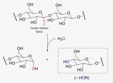 Image018 - Hydrolysis Of Carbohydrates Mechanism, HD Png Download, Free Download