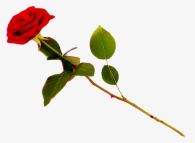Red Rose Transparent Png Images [free Download] - Floribunda, Png Download, Free Download