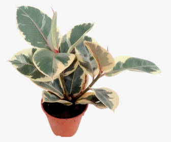 Flowerpot, HD Png Download, Free Download