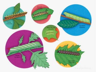 Clip Art, HD Png Download, Free Download