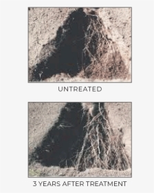 Tree, HD Png Download, Free Download