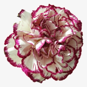 Carnation Flower Beauty Free Photo - Peony, HD Png Download, Free Download