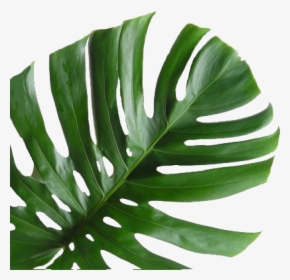 Pinecone Leaf - Monstera Deliciosa, HD Png Download, Free Download