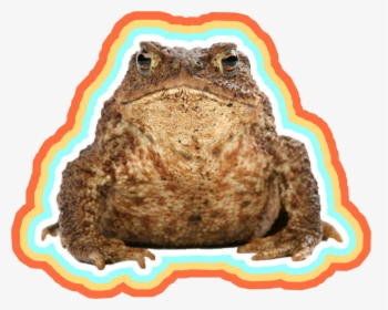 #toad #froggy #frog - Fat Frog White Background, HD Png Download, Free Download