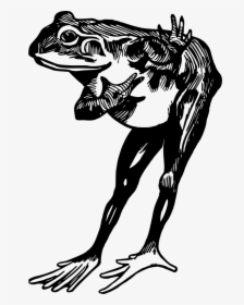 Frog - Frog Black And White, HD Png Download, Free Download